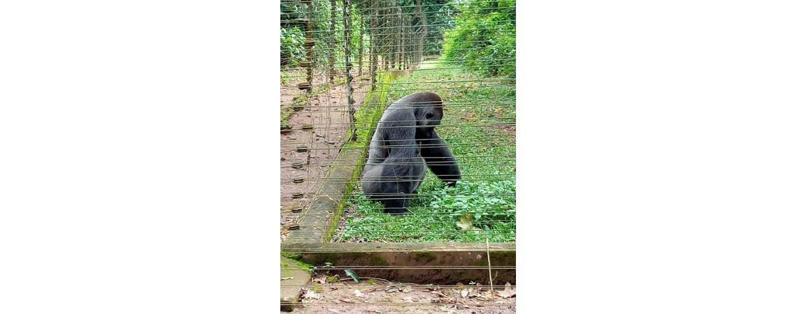 Parc de la Mefou