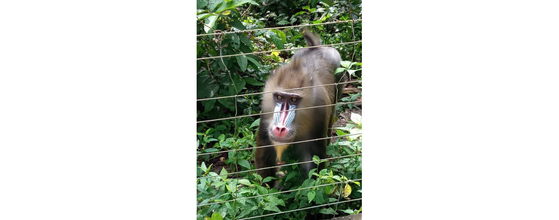 Excursion au parc de la Mefou