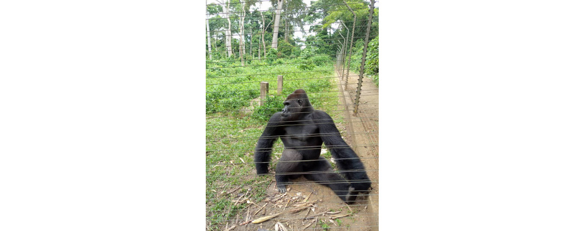 Excursion au parc de la Mefou